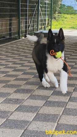 Safkan Amerikan Akita Inu Yavruları 2