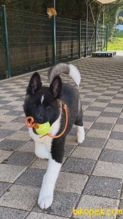 Safkan Amerikan Akita Inu Yavruları 3