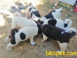 Amerikan Akita (minik Pandalar) 3