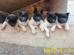 Amerikan Akita (minik Pandalar) 2