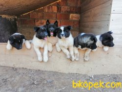 Amerikan Akita (minik Pandalar) 1