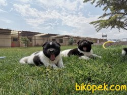 Amerikan Akita 1
