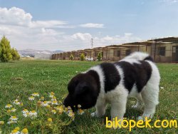 Amerikan Akita 3