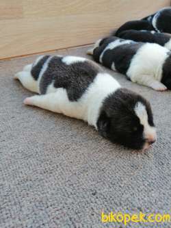 Amerikan Akita Yavru (minik Pandalar) Safkan 5