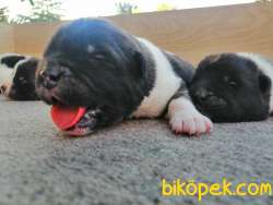 Amerikan Akita Yavru (minik Pandalar) Safkan 3