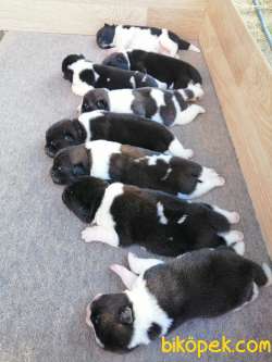 Amerikan Akita Yavru (minik Pandalar) Safkan 4