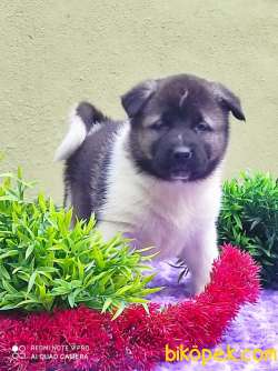 Amerikan Akita Yavrulari 4