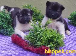 Amerikan Akita Yavrulari 5