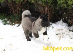 Amerikan Akita Yüzde Yüz Irk Garantili 1