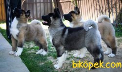 Amerikan Akita Yüzde Yüz Irk Garantili 1