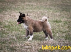 Amerikan Akita Yüzde Yüz Irk Garantili 4