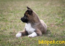 Amerikan Akita Yüzde Yüz Irk Garantili 3