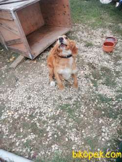 Amerikan Cocker Spaniel 1