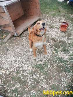 Amerikan Cocker Spaniel 3