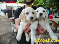 AMERİKAN COCKER YAVRULAR 1