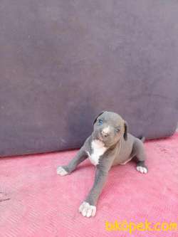 Amerikan Staf Bluenose Scr Li 1