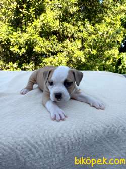 Amerikan Staffordshire Terrier 3
