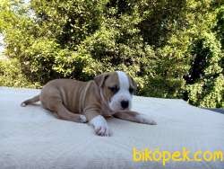 Amerikan Staffordshire Terrier 1