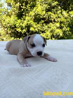 Amerikan Staffordshire Terrier 2