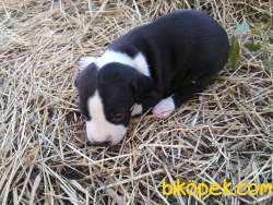 Amerikan Staffordshire Terrier Yavruları 2