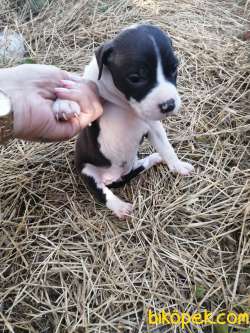 Amerikan Staffordshire Terrier Yavruları 1
