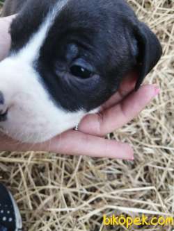 Amerikan Staffordshire Terrier Yavruları 4
