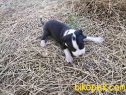 Amerikan Staffordshire Terrier Yavruları 5