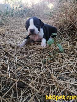 Amerikan Staffordshire Terrier Yavruları 3
