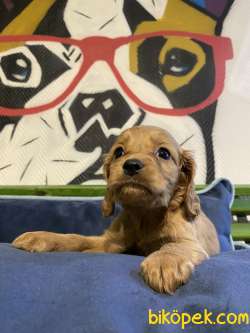 Amerikan Ve İngiliz Cocker Spaniel Orjinal Safkan Gerçek 3
