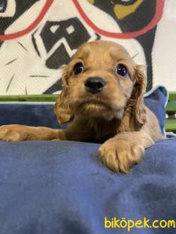 Amerikan Ve İngiliz Cocker Spaniel Orjinal Safkan Gerçek 1