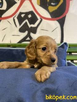 Amerikan Ve İngiliz Cocker Spaniel Orjinal Safkan Gerçek 4