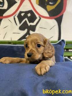 Amerikan Ve İngiliz Cocker Spaniel Orjinal Safkan Gerçek 2