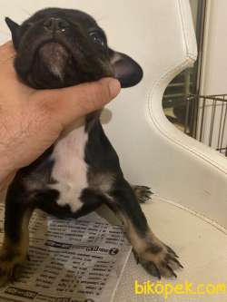 ANA KARNINDAN Fransiz Bulldog 8 Aralik Dogumlu Tatli Mi Tatli 2