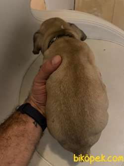 ANA KARNINDAN Fransiz Bulldog 8 Aralik Dogumlu Tatli Mi Tatli 4