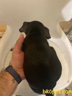 ANA KARNINDAN Fransiz Bulldog 8 Aralik Dogumlu Tatli Mi Tatli 3