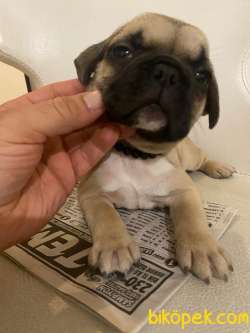 ANA KARNINDAN Fransiz Bulldog 8 Aralik Dogumlu Tatli Mi Tatli 1
