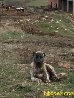 ANADOLU ASLANI ÇAPAR(KARAYAKA) ERKEK YAVRULAR 1