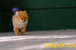 Ankara Boo 1