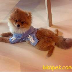 Ankara Boo 4