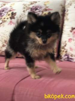 Ankara Dişi Pomerian Boo 1