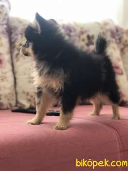 Ankara Dişi Pomerian Boo 5