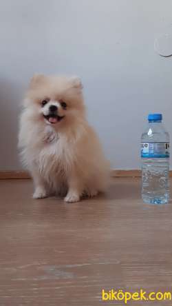 Ankara Pomeranian Boo Disi 9 Aylik 1