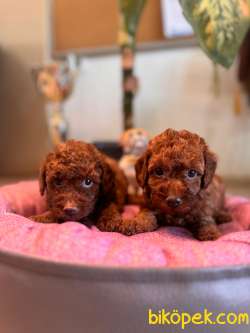 Anne 4 Baba 3 Kg A Secereli Red Toy Poodle Yavrularımız 3