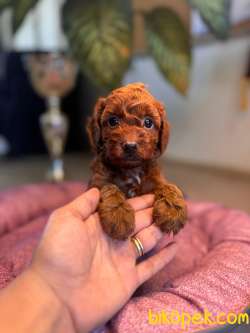 Anne 4 Baba 3 Kg A Secereli Red Toy Poodle Yavrularımız 5