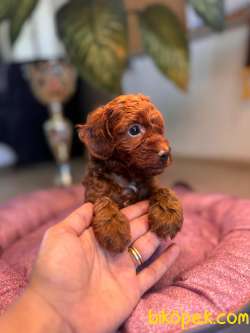 Anne 4 Baba 3 Kg A Secereli Red Toy Poodle Yavrularımız 2