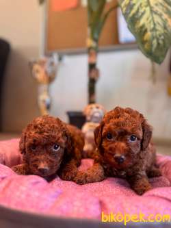 Anne 4 Baba 3 Kg A Secereli Red Toy Poodle Yavrularımız 4