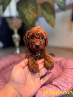 Anne 4 Baba 3 Kg A Secereli Red Toy Poodle Yavrularımız 1