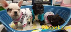 ANNE ALTINDA FRENCH BULLDOG YAVRULARI 5