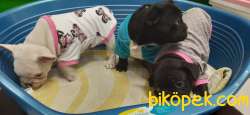 ANNE ALTINDA FRENCH BULLDOG YAVRULARI 2