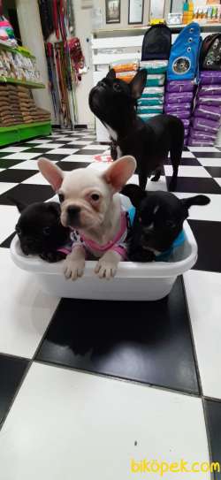 ANNE ALTINDA FRENCH BULLDOG YAVRULARI 1